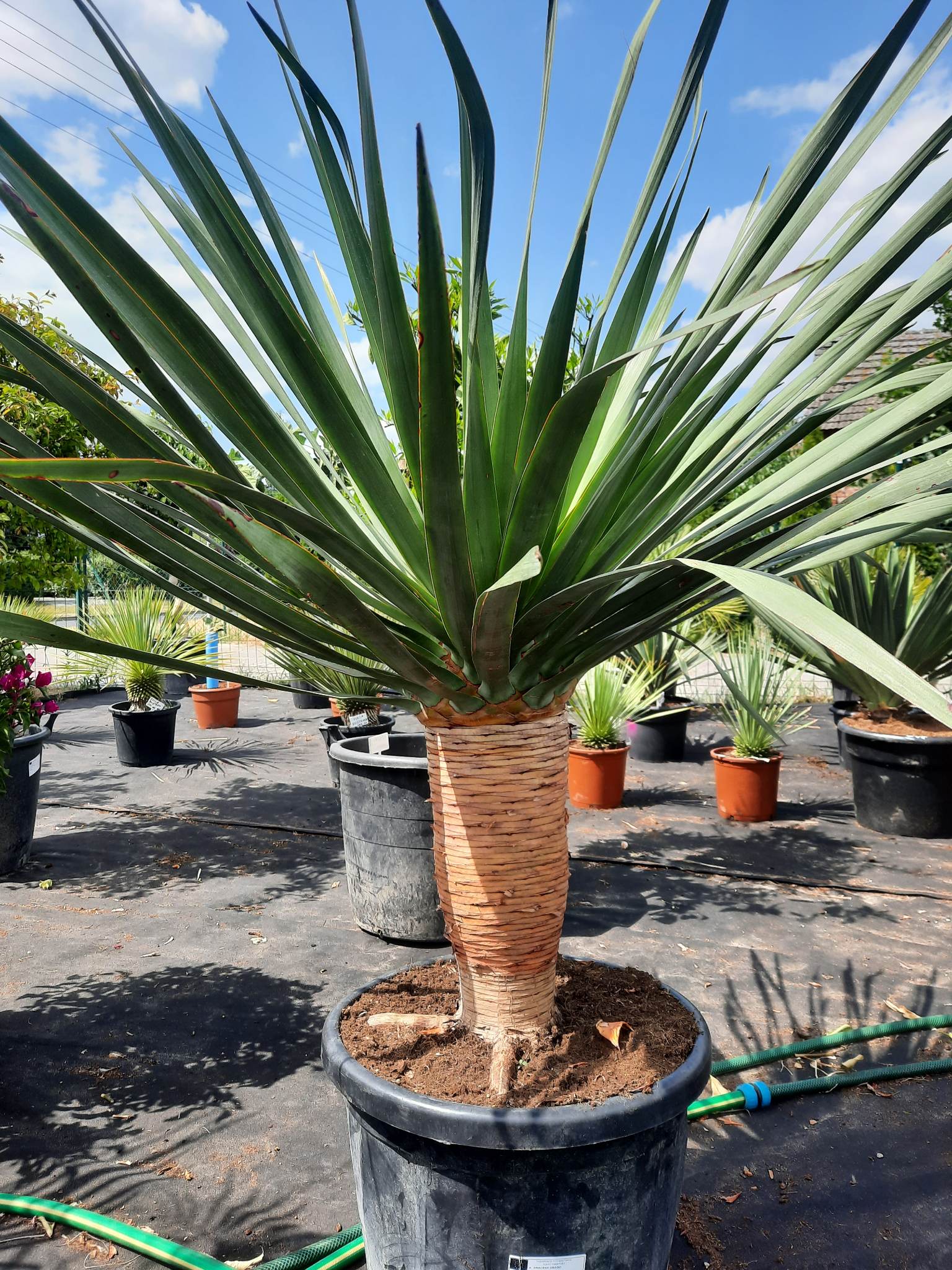 Dracena Draco For Sale